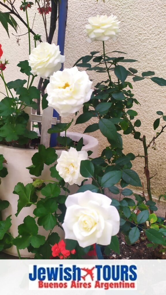 Five white roses blooming in a patio garden in Buenos Aires, with Jewish Tours Buenos Aires Argentina logo - Chag Sukkot Sameach greeting