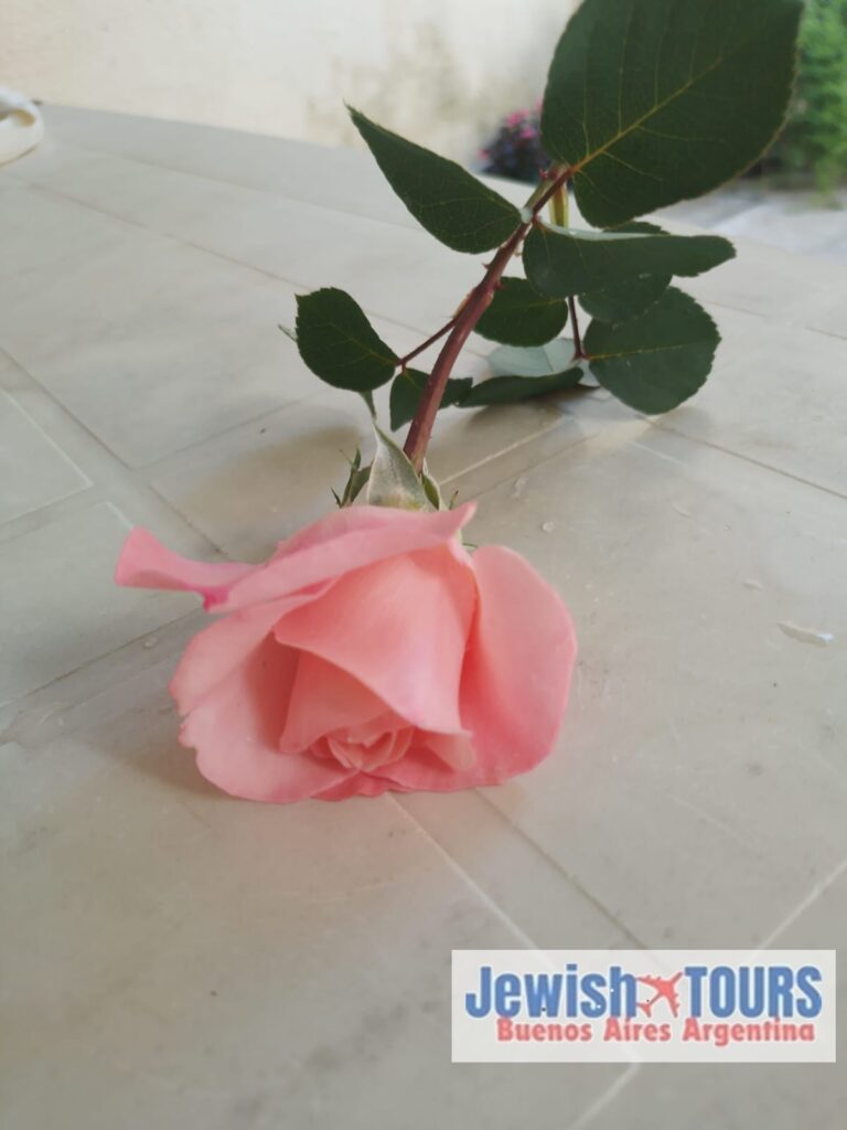 Single pink rose lying on a white table in Buenos Aires - Jewish Tours Argentina